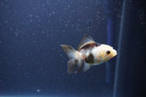 Baby Thai Oranda  Panda 2.5 Inch (ID#1105ToPTA-30) Free2Day SHIPPING