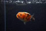 Baby Ranchu  Calico 2.5 Inch (ID#1213R9c-33) Free2Day SHIPPING