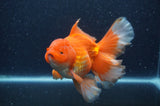 Thai Oranda  Red White 6.5 Inch (ID#408T7b-92)