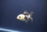 Baby Thai Oranda  Panda 2.5 Inch (ID#1105ToPTA-30) Free2Day SHIPPING