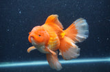 Thai Oranda  Red White 6.5 Inch (ID#408T7b-92)