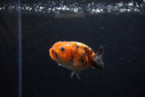 Baby Ranchu  Calico 2.5 Inch (ID#1213R9c-33) Free2Day SHIPPING