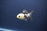 Baby Thai Oranda  Panda 2.5 Inch (ID#1105ToPTA-30) Free2Day SHIPPING