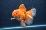 Thai Oranda  Red White 6.5 Inch (ID#408T7b-92)