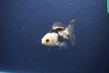 Baby Thai Oranda  Panda 2.5 Inch (ID#1105ToPTA-30) Free2Day SHIPPING