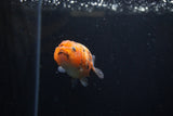 Baby Ranchu  Calico 2.5 Inch (ID#1213R9c-33) Free2Day SHIPPING