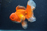 Thai Oranda  Red White 6.5 Inch (ID#408T7b-92)
