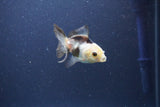 Baby Thai Oranda  Panda 2.5 Inch (ID#1105ToPTA-30) Free2Day SHIPPING