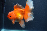 Thai Oranda  Red White 6.5 Inch (ID#408T7b-92)