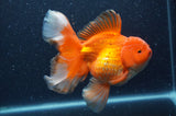 Thai Oranda  Red White 6.5 Inch (ID#408T7b-92)