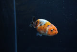 Baby Ranchu  Calico 2.5 Inch (ID#1213R9c-33) Free2Day SHIPPING