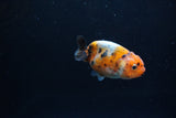 Baby Ranchu  Calico 2.5 Inch (ID#1213R9c-33) Free2Day SHIPPING