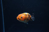 Baby Ranchu  Calico 2.5 Inch (ID#1213R9c-33) Free2Day SHIPPING