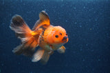 Thai Oranda  Red White 6.5 Inch (ID#408T7b-93)