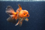 Thai Oranda  Red White 6.5 Inch (ID#408T7b-93)