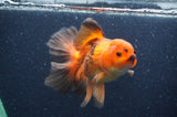 Thai Oranda  Red White 6.5 Inch (ID#408T7b-93)