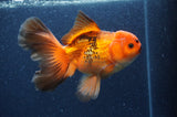 Thai Oranda  Red White 6.5 Inch (ID#408T7b-93)