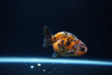 Baby Ranchu  Calico 2.5 Inch (ID#1213R9c-34) Free2Day SHIPPING