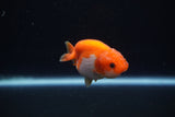 Baby Ranchu  Red White 2.5 Inch (ID#1203R9c-46) Free2Day SHIPPING