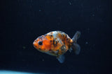 Baby Ranchu  Calico 2.5 Inch (ID#1213R9c-34) Free2Day SHIPPING