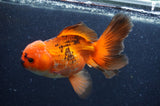 Thai Oranda  Red White 6.5 Inch (ID#408T7b-93)