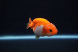 Baby Ranchu  Red White 2.5 Inch (ID#1203R9c-46) Free2Day SHIPPING