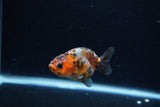 Baby Ranchu  Calico 2.5 Inch (ID#1213R9c-34) Free2Day SHIPPING