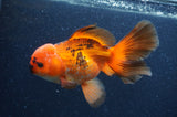 Thai Oranda  Red White 6.5 Inch (ID#408T7b-93)