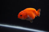 Baby Ranchu  Red White 2.5 Inch (ID#1203R9c-46) Free2Day SHIPPING