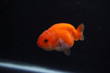 Baby Ranchu  Red White 2.5 Inch (ID#1203R9c-46) Free2Day SHIPPING