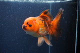Thai Oranda  Red White 6.5 Inch (ID#408T7b-93)