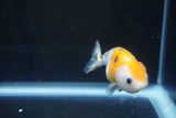 Baby Ranchu  Calico 2.5 Inch (ID#1008R9c-47) Free2Day SHIPPING