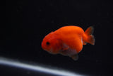 Baby Ranchu  Red White 2.5 Inch (ID#1203R9c-46) Free2Day SHIPPING