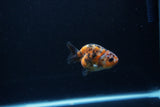 Baby Ranchu  Calico 2.5 Inch (ID#1213R9c-34) Free2Day SHIPPING