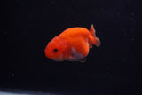 Baby Ranchu  Red White 2.5 Inch (ID#1203R9c-46) Free2Day SHIPPING