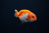 Baby Ranchu  Red White 2.5 Inch (ID#1203R9c-46) Free2Day SHIPPING