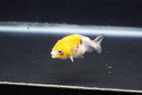 Baby Ranchu  Calico 2.5 Inch (ID#1008R9c-47) Free2Day SHIPPING