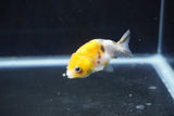 Baby Ranchu  Calico 2.5 Inch (ID#1008R9c-47) Free2Day SHIPPING