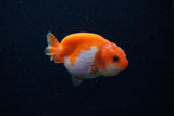 Baby Ranchu  Red White 2.5 Inch (ID#1203R9c-46) Free2Day SHIPPING