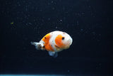 Baby Ranchu  Calico 2.5 Inch (ID#1213R9c-35) Free2Day SHIPPING