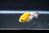 Baby Ranchu  Calico 2.5 Inch (ID#1008R9c-47) Free2Day SHIPPING