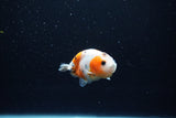 Baby Ranchu  Calico 2.5 Inch (ID#1213R9c-35) Free2Day SHIPPING