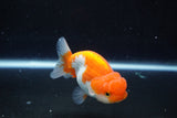 Juvenile Lionchu  Red White 3.5 Inch (ID#1011R11a-33) Free2Day SHIPPING