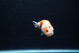 Baby Ranchu  Calico 2.5 Inch (ID#1213R9c-35) Free2Day SHIPPING