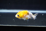 Baby Ranchu  Calico 2.5 Inch (ID#1008R9c-47) Free2Day SHIPPING