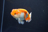 Juvenile Lionchu  Red White 3.5 Inch (ID#1011R11a-33) Free2Day SHIPPING