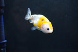 Baby Ranchu  Calico 2.5 Inch (ID#1008R9c-47) Free2Day SHIPPING