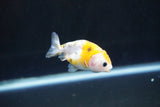 Baby Ranchu  Calico 2.5 Inch (ID#1008R9c-47) Free2Day SHIPPING