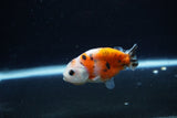 Baby Ranchu  Calico 2.5 Inch (ID#1213R9c-35) Free2Day SHIPPING