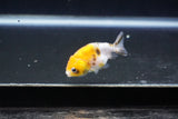 Baby Ranchu  Calico 2.5 Inch (ID#1008R9c-47) Free2Day SHIPPING